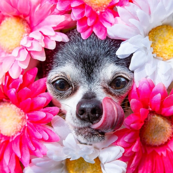 Meet your Posher, Sheryl - Picture 1 of 3